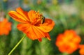 Bee pollination macro Royalty Free Stock Photo