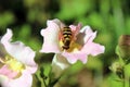 Bee pollination snapdragon Royalty Free Stock Photo
