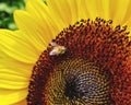 Bee pollination on sunflower in farm Royalty Free Stock Photo