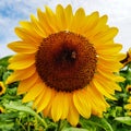 Bee pollination on sunflower  in farm Royalty Free Stock Photo