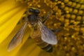 Bee on pollination of sunflower. Royalty Free Stock Photo