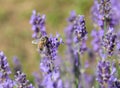 Bee pollinator insect flying over fragrant lavender flowers Royalty Free Stock Photo