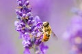 Bee pollinator sitting on a purple folower Royalty Free Stock Photo