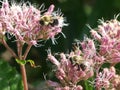 Bee Pollinators on Perennial Joe Pye Weed Pink Flower Clusters