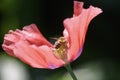 Bee on poppy