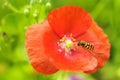 Bee and poppy flower Royalty Free Stock Photo