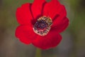 Bee on a Poppy Flower Royalty Free Stock Photo