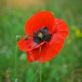 Bee and poppy flower. Royalty Free Stock Photo