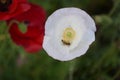 Bee Forages in White Poppy Flower