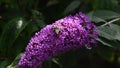 Bee probing down to get pollen