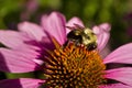 Bee profile on Echinacea flow close cup Royalty Free Stock Photo