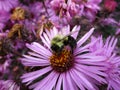 Bee on purple Aster flower close up at Queen Elizabeth Park Rose Garden