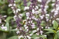 Bee on Purple Basil Flowers in the Garden Royalty Free Stock Photo