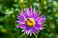 Bee on purple chrysanthemum Royalty Free Stock Photo