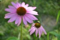 Bee on Purple Cone Flower