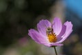 Purple Cosmo Flower Royalty Free Stock Photo