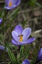 A bee on a purple crocus flower, closeup of purple crocus flower in spring with a bee. Selective focus, blurred Royalty Free Stock Photo