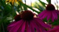 Bee on purple echinacea flower Royalty Free Stock Photo