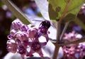 Bee on a purple exotic flower Royalty Free Stock Photo