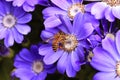 Bee on purple flower Royalty Free Stock Photo