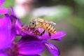 Bee on purple flower Royalty Free Stock Photo