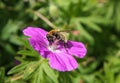 Bee on purple flower