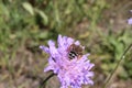 Bee on a purple flower closeup Royalty Free Stock Photo