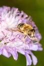 bee on a purple flower collects nectar, close up Royalty Free Stock Photo