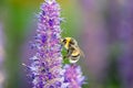 Bee on purple flower in garden in summer Royalty Free Stock Photo