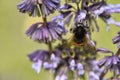 bee on a purple flower with green background, with blurry image Royalty Free Stock Photo