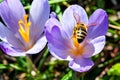 Bee on purple flower