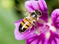 Bee on a purple flower. macro Royalty Free Stock Photo