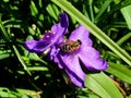 A bee on a purple flower Royalty Free Stock Photo