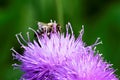 Bee and purple flower in nature macro close detail Royalty Free Stock Photo