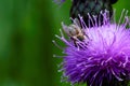 Bee and purple flower in nature macro close detail Royalty Free Stock Photo