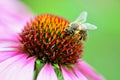 Bee on purple flower Royalty Free Stock Photo