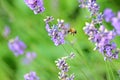 The bee on the purple flower Royalty Free Stock Photo