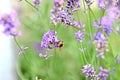 The bee on the purple flower Royalty Free Stock Photo
