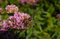 Bee on purple flower. Slovakia Royalty Free Stock Photo