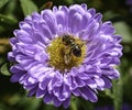 Bee on a purple flower