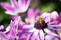 Bee on purple flower