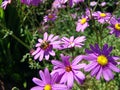 Bee on purple flowers Royalty Free Stock Photo