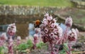 Bee on purple flowers Royalty Free Stock Photo