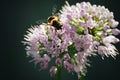 Bee on Purple Flowers Royalty Free Stock Photo