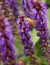 Bee on Purple Giant Hyssop Flower