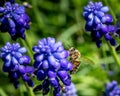 Small bee on purple hyacinth in spring Royalty Free Stock Photo