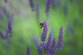 bee in purple lavender flower Royalty Free Stock Photo