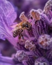 Bee on purple lavender flower in the meadow Royalty Free Stock Photo