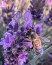 Bee on purple lavender flower in the meadow Royalty Free Stock Photo