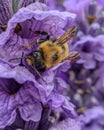 Bee on purple lavender flower in the meadow Royalty Free Stock Photo